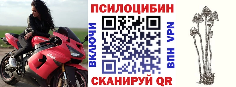 купить цена Камышин Псилоцибиновые грибы GOLDEN TEACHER